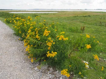 Halshuisene + Enebaerodde Beach (Denemarken)